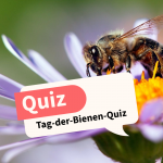 Tag-der-Bienen-Quiz: Wie gut kennst du die summenden Insekten?